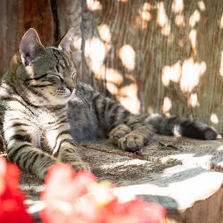 Alojamento de Turismo Rural Rothhof